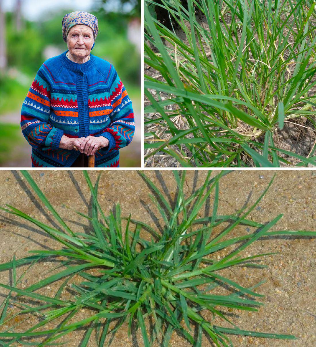 Harnessing the Power of Goose Grass: A Guide to Its Preparation and Therapeutic Uses