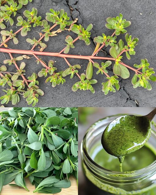 Purslane: The Underestimated Superfood with Maximum Health Benefits