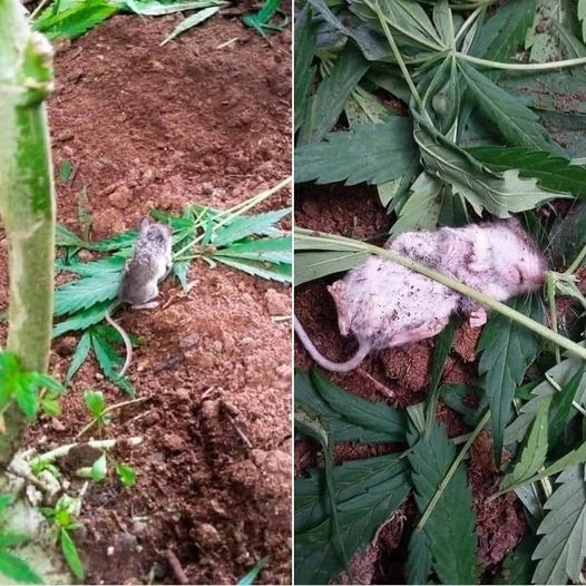 Wild Mouse Goes Through “Rehab” After Eating Cannabis Plant  